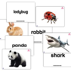 Early Learning Flash Card Sets - Set A