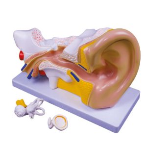 Model Telinga (Ear Model)