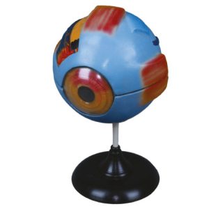 Model Mata (Eye Model)