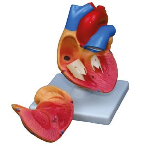 Model Jantung (Heart Model)