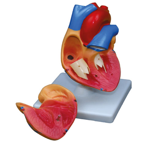 Model Jantung (Heart Model)