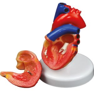 Model Jantung Bersaiz Kecil (Small Size Heart Model)