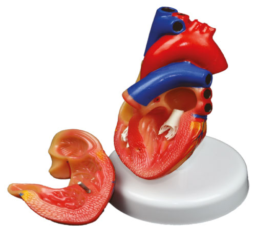 Model Jantung Bersaiz Kecil (Small Size Heart Model)