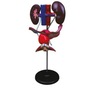 Female Urinary System