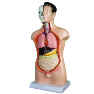 Human Torso Model