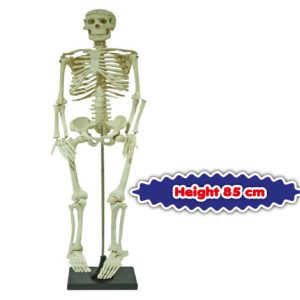 Model Rangka Manusia (Human Skeleton)