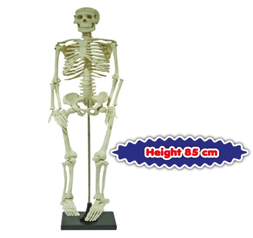 Model Rangka Manusia (Human Skeleton)