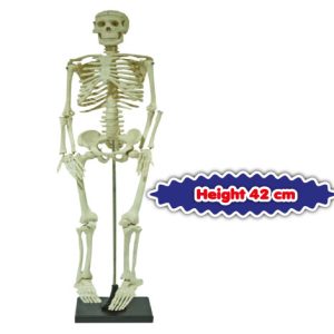 Model Rangka Manusia Bersaiz Kecil (Small Size Human Skeleton)