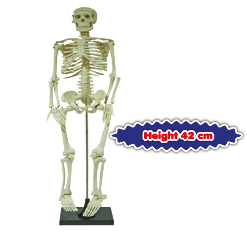 Model Rangka Manusia Bersaiz Kecil (Small Size Human Skeleton)
