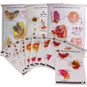 Human System Physiology Teaching Kit - Set C